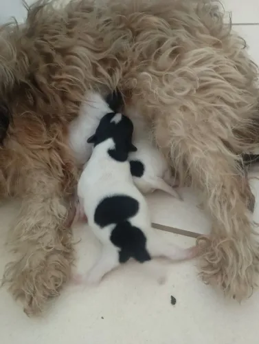 Cachorro shitzu