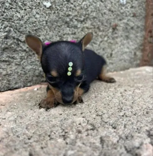 Filhotes Pinscher - disponíveis