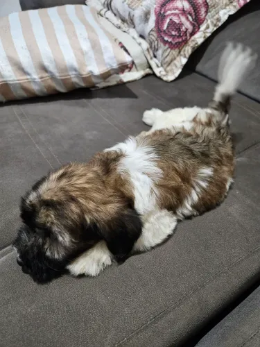 Filhote de Shitzu com poodle