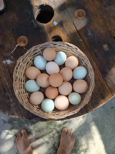 Verde se ovos de galinha gsb fértil 15 ovos 100 reais 