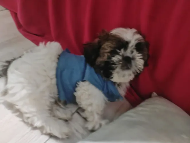 Cachorro shisu filhote macho super carinhoso raça pequena.