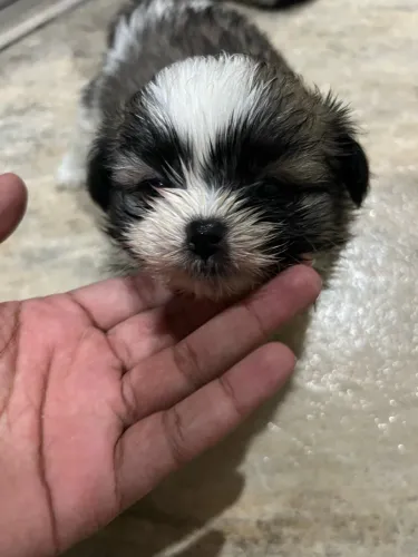 Vendo shih tzu macho, filhote