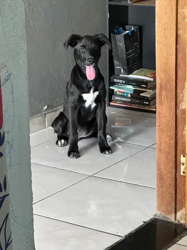 Adoção responsável