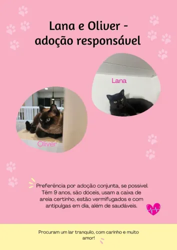 Doação gatos adultos castrados