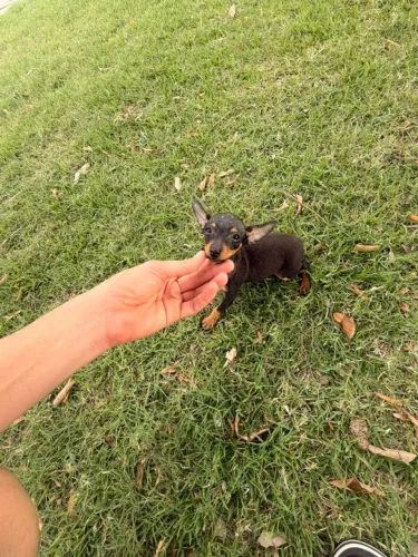 Vendo cachorrinho pinscher número 1 MACHO 