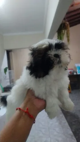 Shih Tzu fêmea disponível