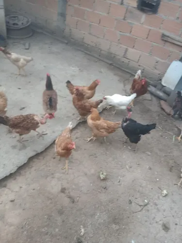 galinha caipira