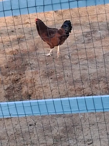 Galo da raça que coloca ovo verde