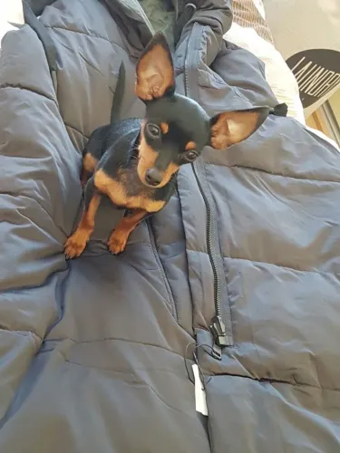Filhotes De Pinscher - Seu Novo Amigo Fiel Está Esperando Por Você