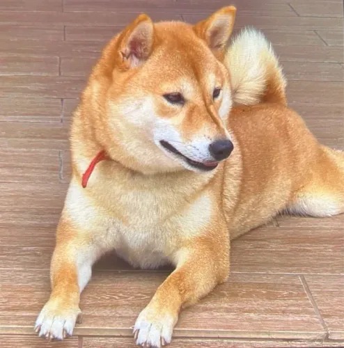 Filhotes de Shiba Inu