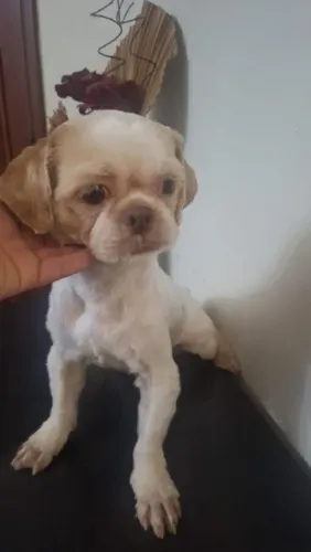 Macho adulto shitzu castrado