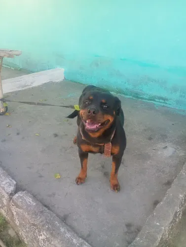 Cão para doação