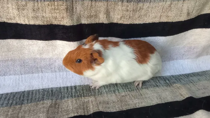 porquinho disponível