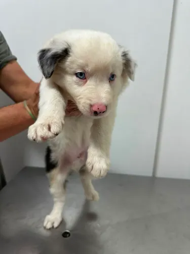 Filhote Border Collie Macho Blue Merle