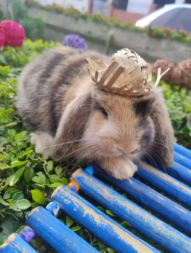 Coelho mini Lop disponível