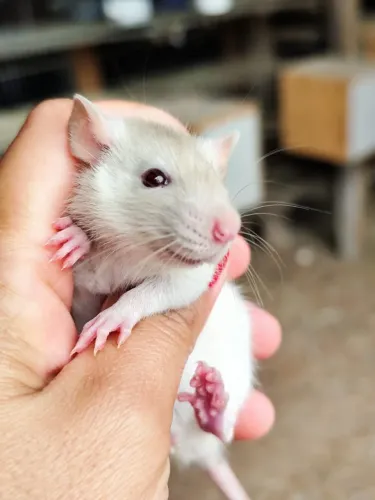 ratinhos twister 