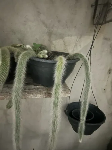 Cactos rabo de macaco