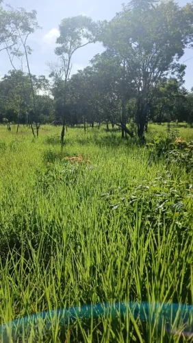 Terreno amplo Goiabal