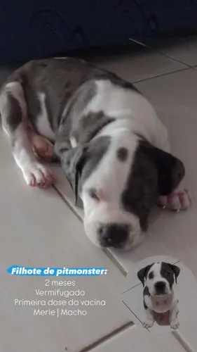 Filhote de pitmonster 