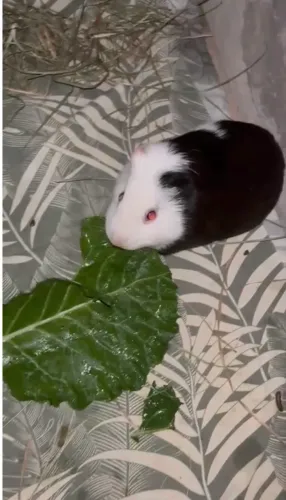 vendo porquinho da índia 