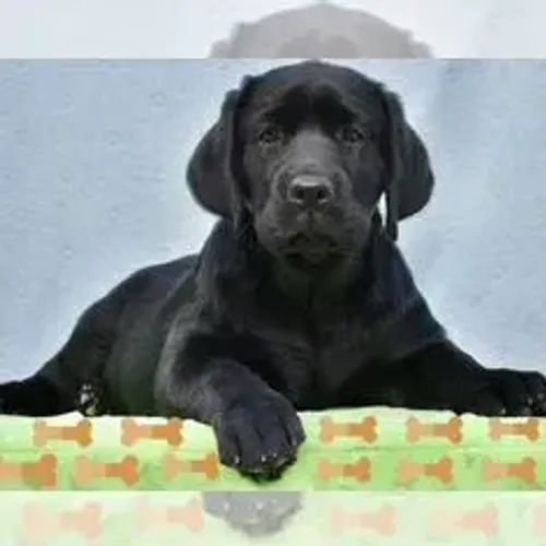 Labrador Retriever,Labrador Retriever Filhote Disponível com Facilidade na Entrega