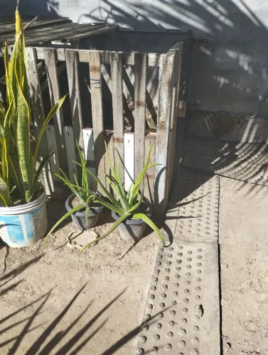Planta babosa
