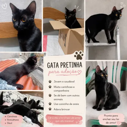 Gata de pelagem preta