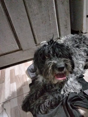 Cachorra 