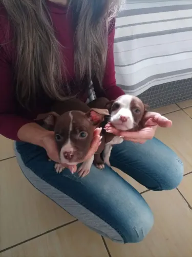 Vendo filhotes Pitbull.gravatai