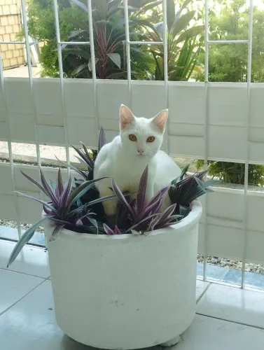 GATA PARA ADOÇÃO 