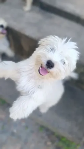 Cachorro poodle com maltês 