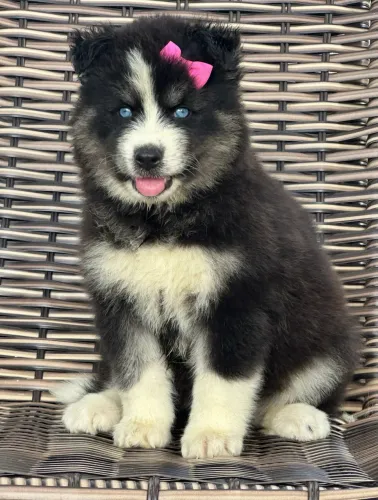 Husky Super Wooly