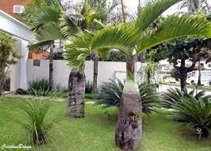 Muda De Palmeira Garrafa ou Garafão- Hyophorbe Lagenicaulis