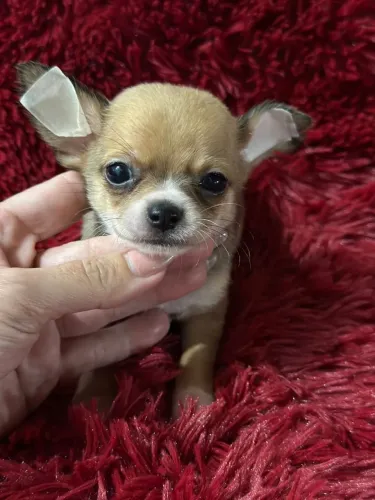 Chihuahua super afetuoso