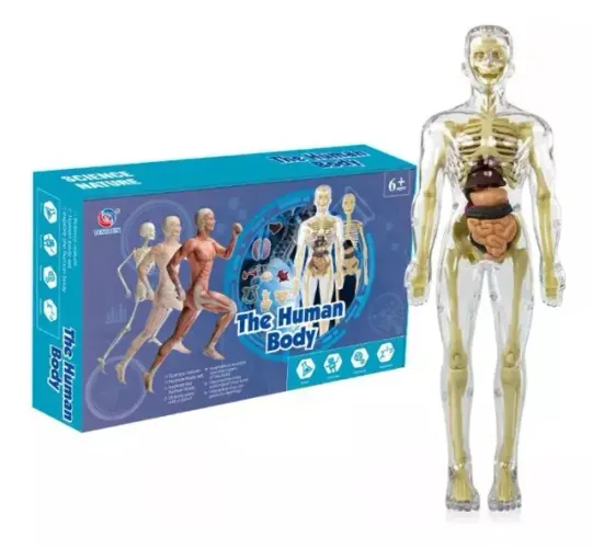 Pequenos Gênios: Aprendendo Ciência Com O Corpo Humano!