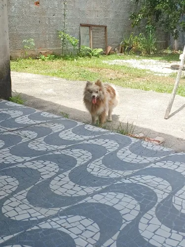 Lulu fêmea adulta merle