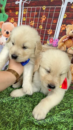Golden retriever lindos entrego pedigree