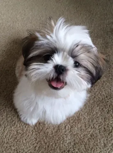 Shih Tzu Filhotes na Cor tricolor, bicolor