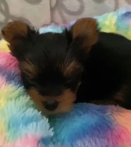 Filhotes de Yorkshire | O melhor abraço vem de um peludo.