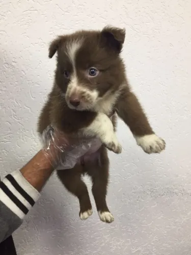  Border Collie Chocolate/Bluemerle/Redmerle - Assistencia veterinaria gratuita