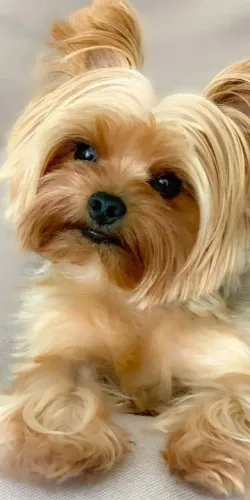 Yorkshire Terrier Fofo pelos claros como o sol