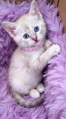 Gato fêmea siamês tigrada com 50 dias