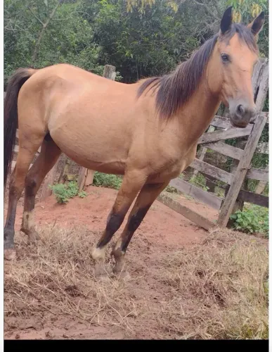 Cavalo mangalarga 