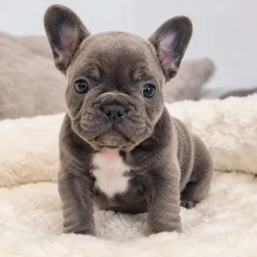 Cachorro filhote buldogue francês
