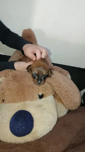 BABY PINCHER MACHINHO! 0