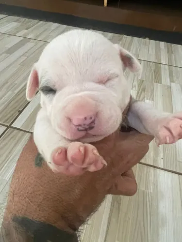Vende American Pit Bull Terrier 