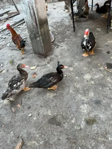 Patos e Patas