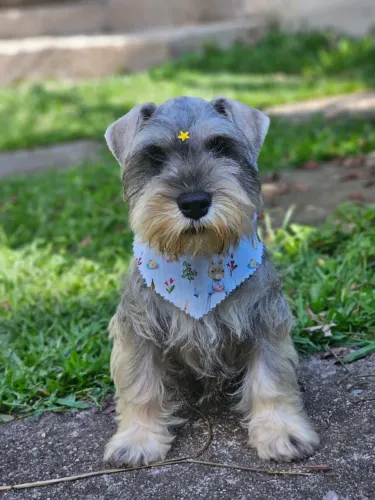 Schnauzer Miniatura | Desde 2009