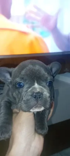 Vendo lindos filhotes de buldogue frances