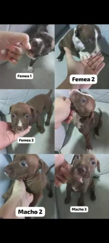 Filhotes Pit bull